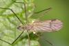 Ormosia sp.